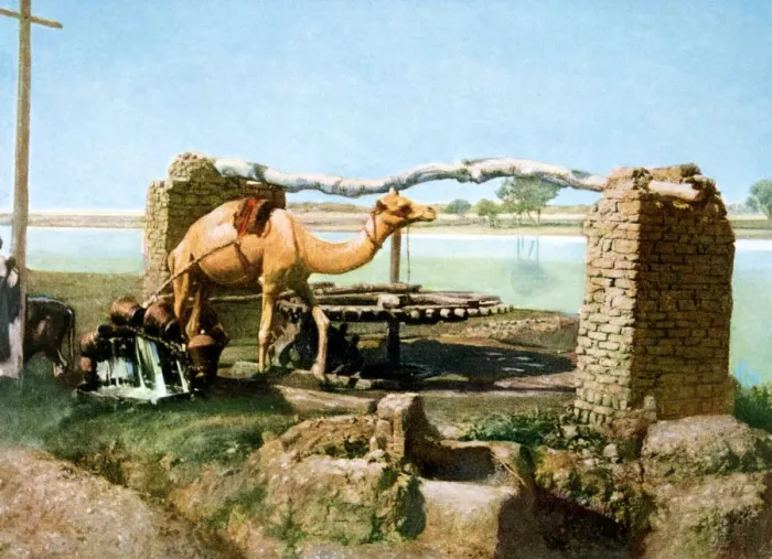 Framed Print : Camel and shaduf, Luxor, Egypt, 20th Century Framed Print : Camel and shaduf, Luxor, Egypt, 20th Century