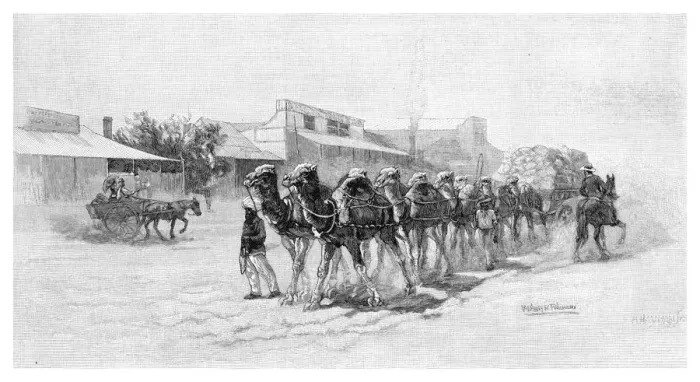Framed Print : Camel team, Wilcannia, New South Wales, Australia, 1886 Framed Print : Camel team, Wilcannia, New South Wales, Australia, 1886