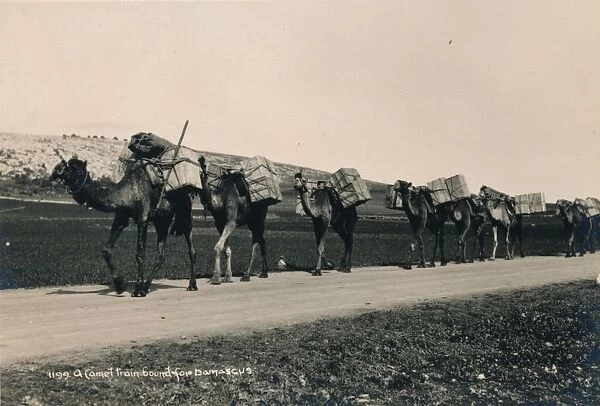 A Camel Train bound for Damascus, 1936