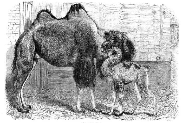 Framed Print : Camel and young, 1864. Creator: Pearson Framed Print : Camel and young, 1864. Creator: Pearson
