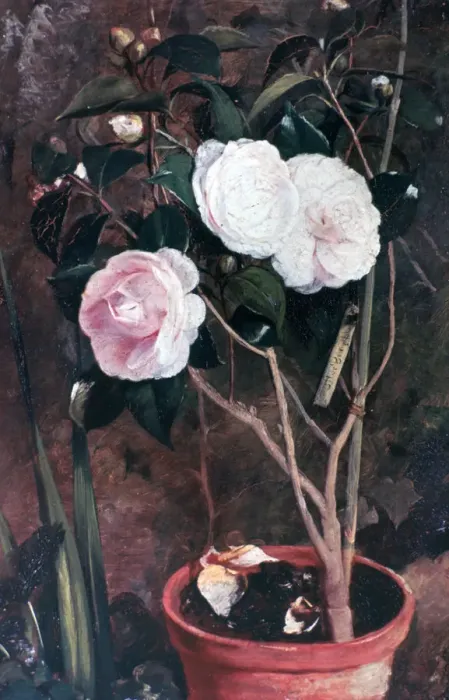 Framed Print : Camelias, 19th century. Artist: Antonio Costa Framed Print : Camelias, 19th century. Artist: Antonio Costa