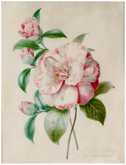Framed Print : Camellia branch, 1848. Creator: Lallemand, Adelaide (1817-1883) Framed Print : Camellia branch, 1848. Creator: Lallemand, Adelaide (1817-1883)