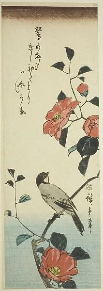 Camellia flowers and bullfinch, c. 1843 / 47. Creator: Ando Hiroshige