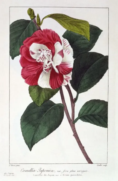 Framed Print : Camellia Japonica, pub. 1836. Creator: Panacre Bessa (1772-1846) Framed Print : Camellia Japonica, pub. 1836. Creator: Panacre Bessa (1772-1846)