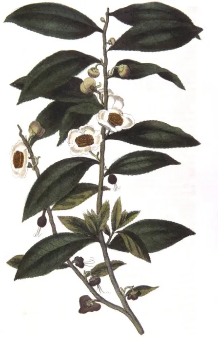 Framed Print : Camellia sinensis - tea plant, 1823 Framed Print : Camellia sinensis - tea plant, 1823