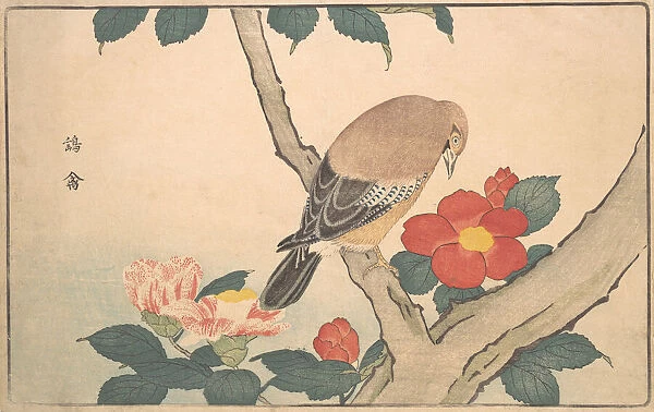 Camellias with a Bird, 1789. Creator: Kitao Masayoshi