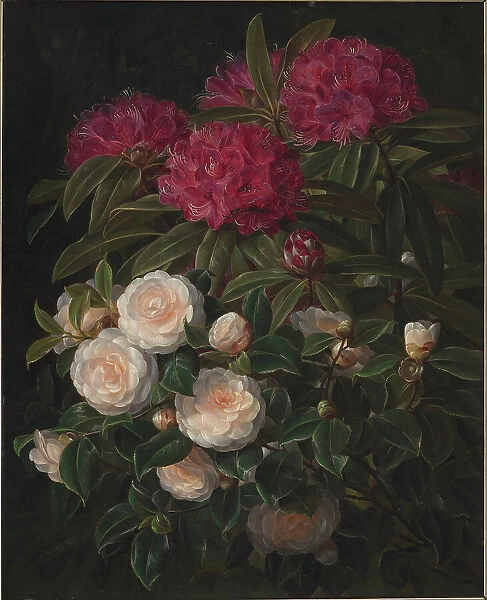 Camellias and rhododendrons, 1852. Creator: Johan Laurentz Jensen