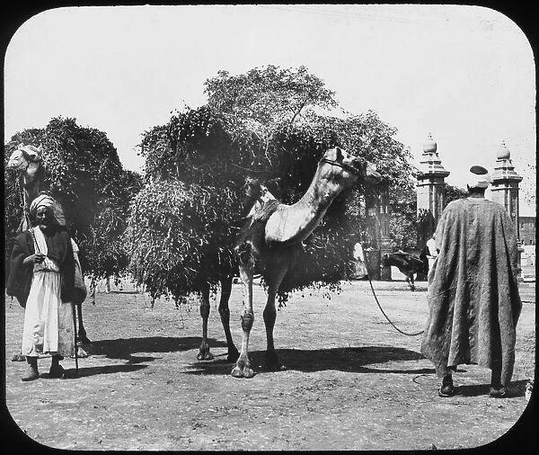 Camels carrying fodder, Egypt, c1890. Artist: Newton & Co