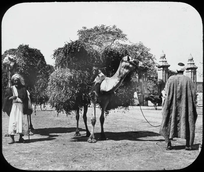Framed Print : Camels carrying fodder, Egypt, c1890. Artist: Newton & Co Framed Print : Camels carrying fodder, Egypt, c1890. Artist: Newton & Co
