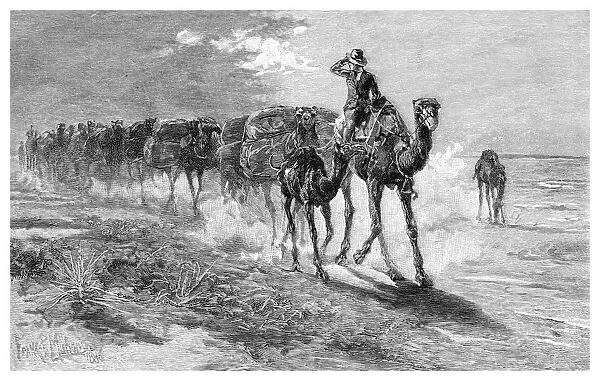 Camels carrying wool, 1886. Artist: Frank P Mahony