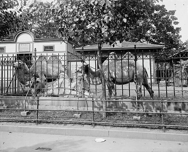 Camels in Central Park Zoo, New York, between 1900 and 1905. Creator: Unknown