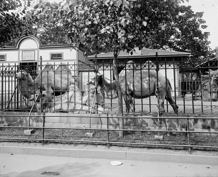 Framed Print : Camels in Central Park Zoo, New York, between 1900 and 1905. Creator: Unknown Framed Print : Camels in Central Park Zoo, New York, between 1900 and 1905. Creator: Unknown