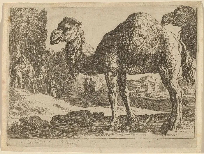Framed Print : Camels. Creator: Herman van Swanevelt Framed Print : Camels. Creator: Herman van Swanevelt