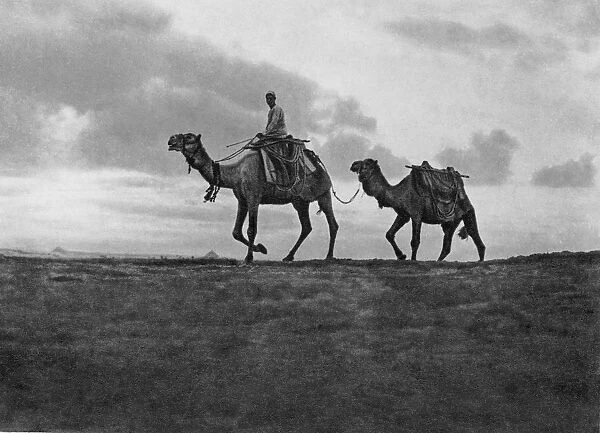 Camels in the desert outside Cairo, Egypt, c1920s