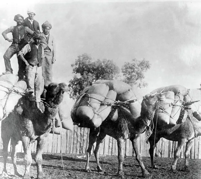 Framed Print : Camels with loads of goods, Wilcannia region New South Wales. Creator: Unknown Framed Print : Camels with loads of goods, Wilcannia region New South Wales. Creator: Unknown