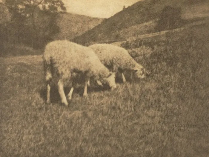 Framed Print : Camera Work: Sheep, 1906. Creator: Hans Watzek (Austrian, 1848-1903) Framed Print : Camera Work: Sheep, 1906. Creator: Hans Watzek (Austrian, 1848-1903)