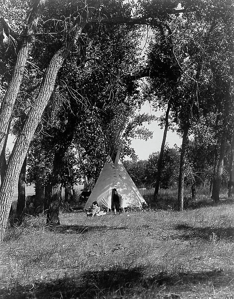 Camp in the cottonwoods-Cheyenne, c1910. Creator: Edward Sheriff Curtis