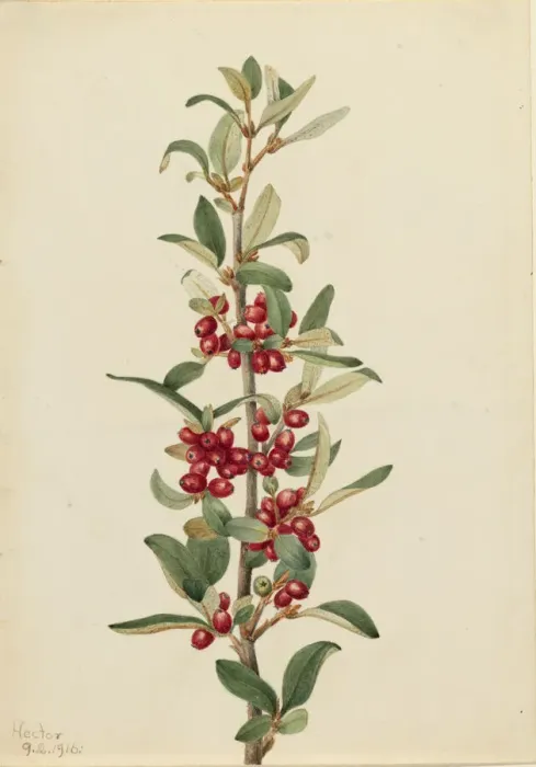 Framed Print : Canada Buffaloberry (Lepargyrea canadensis), 1916. Creator: Mary Vaux Walcott Framed Print : Canada Buffaloberry (Lepargyrea canadensis), 1916. Creator: Mary Vaux Walcott