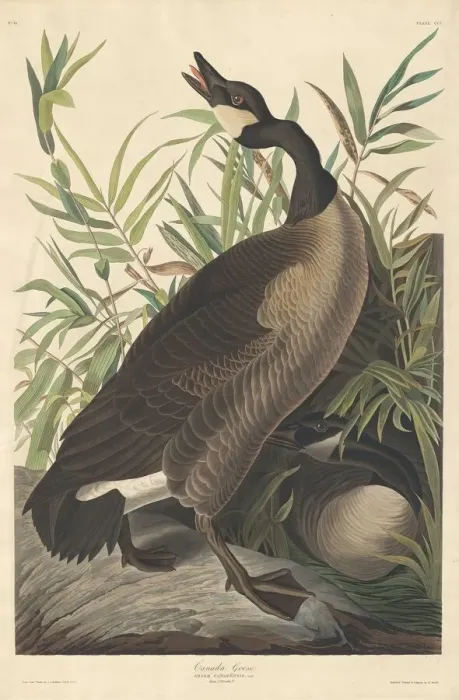 Framed Print : Canada Goose, 1834. Creator: Robert Havell Framed Print : Canada Goose, 1834. Creator: Robert Havell