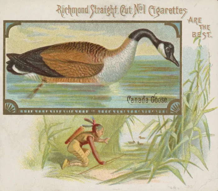 Framed Print : Canada Goose, from the Game Birds series (N40) for Allen & Ginter Cigarettes, 1888-90 Framed Print : Canada Goose, from the Game Birds series (N40) for Allen & Ginter Cigarettes, 1888-90