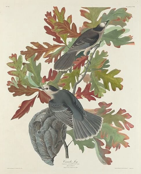 Canada Jay, 1831. Creator: Robert Havell