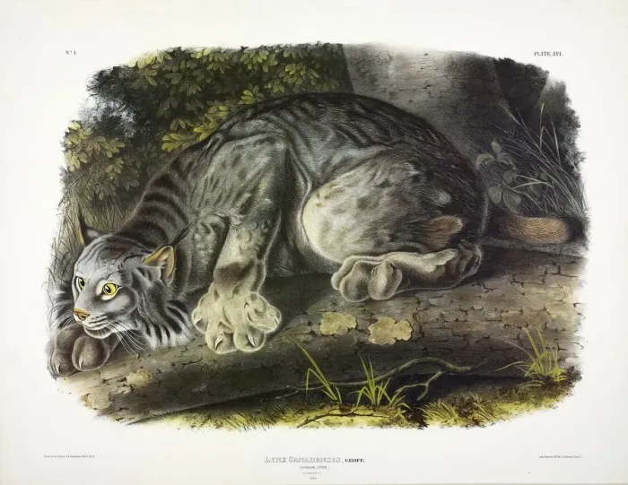 Framed Print : Canada Lynx, Lynx Canadensis, 1845 Framed Print : Canada Lynx, Lynx Canadensis, 1845