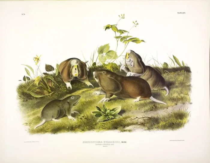 Framed Print : Canada Pouched Rat, Pseudostoma Bursarius, 1845 Framed Print : Canada Pouched Rat, Pseudostoma Bursarius, 1845