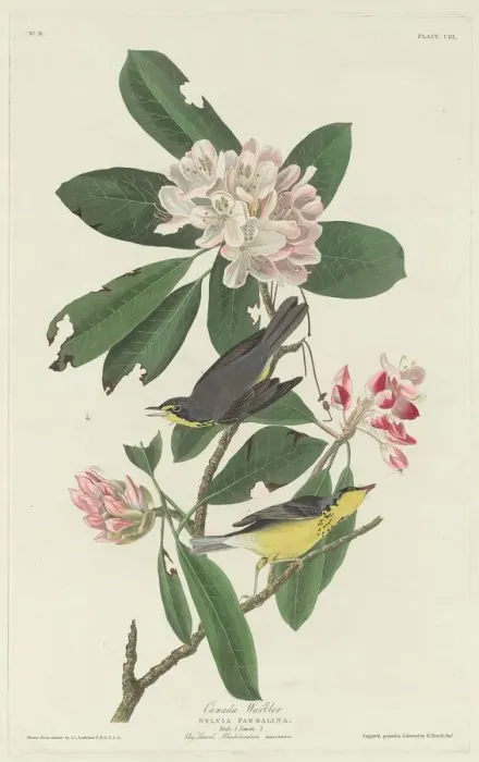Framed Print : Canada Warbler, 1831. Creator: Robert Havell Framed Print : Canada Warbler, 1831. Creator: Robert Havell