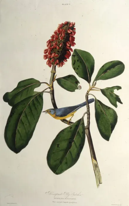 Framed Print : The Canada warbler. From The Birds of America, 1827-1838. Creator: Audubon Framed Print : The Canada warbler. From The Birds of America, 1827-1838. Creator: Audubon