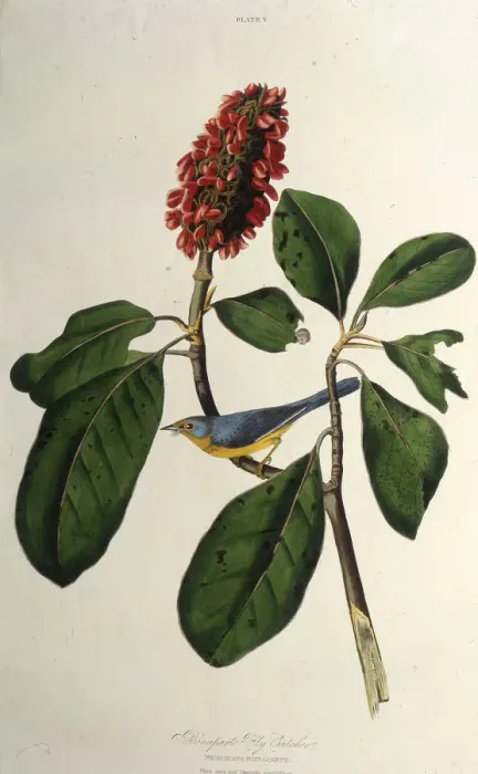 Framed Print : The Canada warbler. From The Birds of America, 1827-1838. Creator: Audubon Framed Print : The Canada warbler. From The Birds of America, 1827-1838. Creator: Audubon