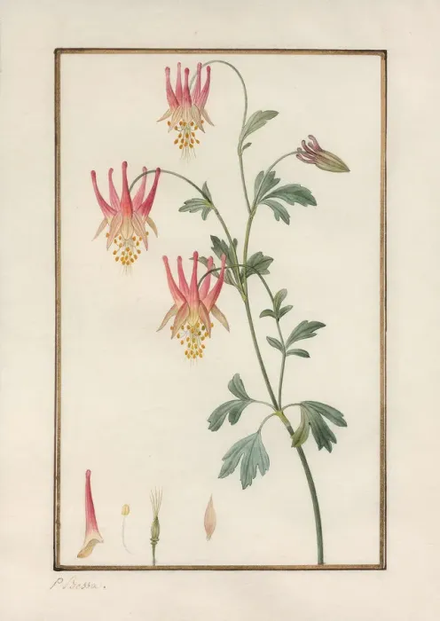 Framed Print : Canadian columbine (Aquilegia canadensis) Framed Print : Canadian columbine (Aquilegia canadensis)