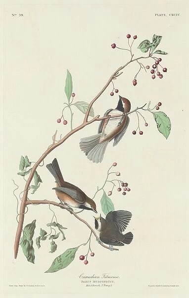 Canadian Titmouse, 1834. Creator: Robert Havell