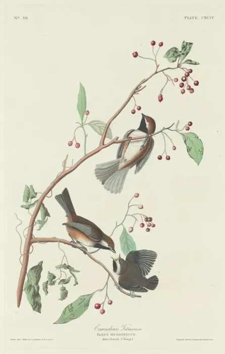 Framed Print : Canadian Titmouse, 1834. Creator: Robert Havell Framed Print : Canadian Titmouse, 1834. Creator: Robert Havell