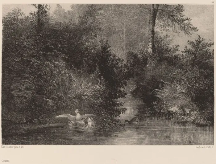Framed Print : Canards, 1861 / 1866. Creator: Karl Bodmer Framed Print : Canards, 1861 / 1866. Creator: Karl Bodmer