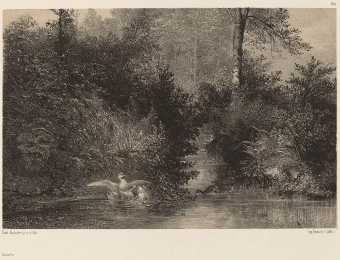 Framed Print : Canards. Creator: Karl Bodmer Framed Print : Canards. Creator: Karl Bodmer