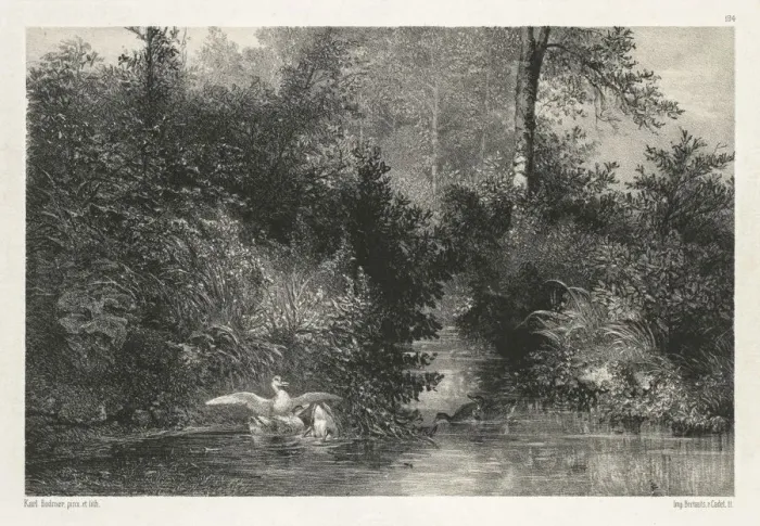 Framed Print : Canards (Ducks). Creator: Karl Bodmer (Swiss, 1809-1893) Framed Print : Canards (Ducks). Creator: Karl Bodmer (Swiss, 1809-1893)