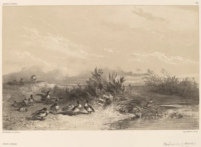 Framed Print : Canards Sauvages. Creator: Karl Bodmer Framed Print : Canards Sauvages. Creator: Karl Bodmer