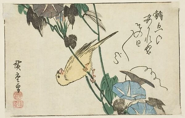 Canary and morning glories, n. d. Creator: Ando Hiroshige