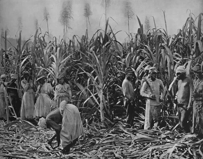 Framed Print : Cane-Cutters in Jamaica, 1891 Framed Print : Cane-Cutters in Jamaica, 1891
