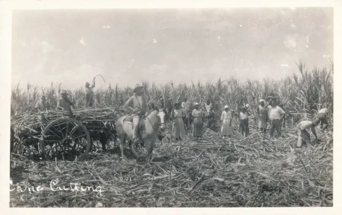 Framed Print : Cane Cutting, c1930 Framed Print : Cane Cutting, c1930