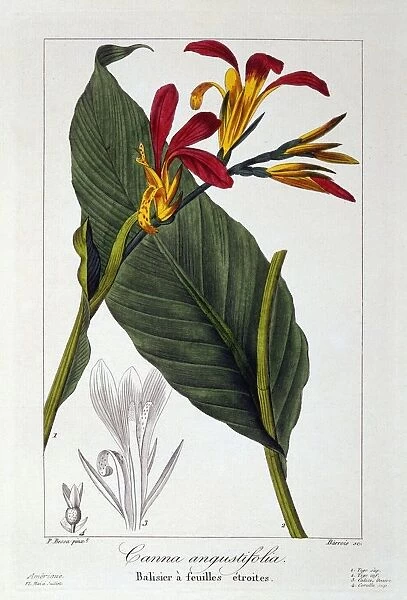 Canna or Indian Shot Flower, pub. 1836. Creator: Panacre Bessa (1772-1846)