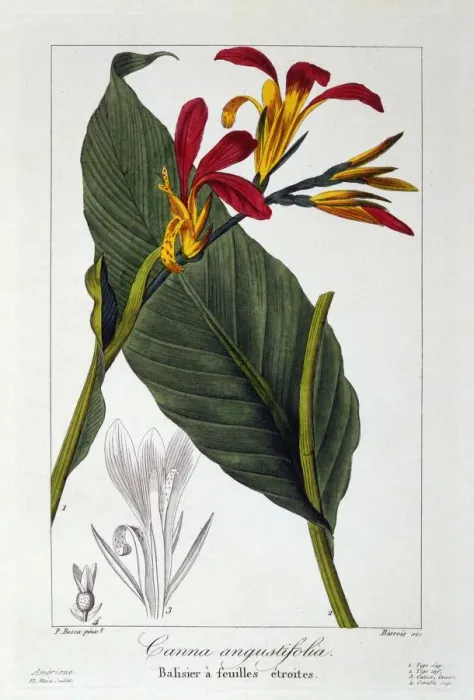 Framed Print : Canna or Indian Shot Flower, pub. 1836. Creator: Panacre Bessa (1772-1846) Framed Print : Canna or Indian Shot Flower, pub. 1836. Creator: Panacre Bessa (1772-1846)
