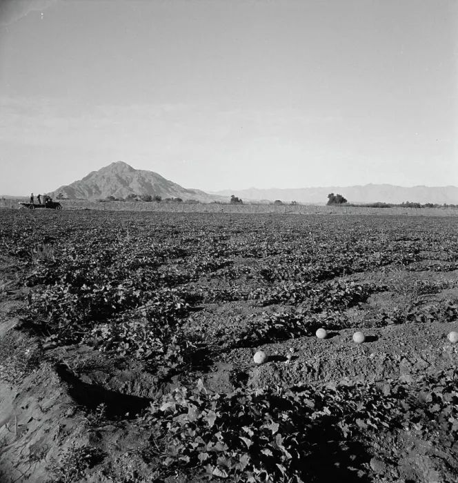 Framed Print : Cantaloupe field, desert agriculture on the Mexican border, Imperial Valley, California, 1938. Creator: Dorothea Lange Framed Print : Cantaloupe field, desert agriculture on the Mexican border, Imperial Valley, California, 1938. Creator: Dorothea Lange