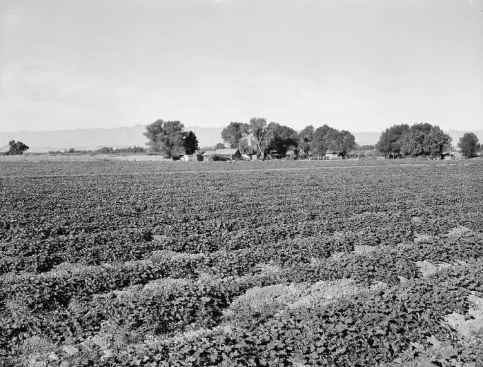 Framed Print : Cantaloupe field and ranch house, Imperial Valley, California, 1938. Creator: Dorothea Lange Framed Print : Cantaloupe field and ranch house, Imperial Valley, California, 1938. Creator: Dorothea Lange