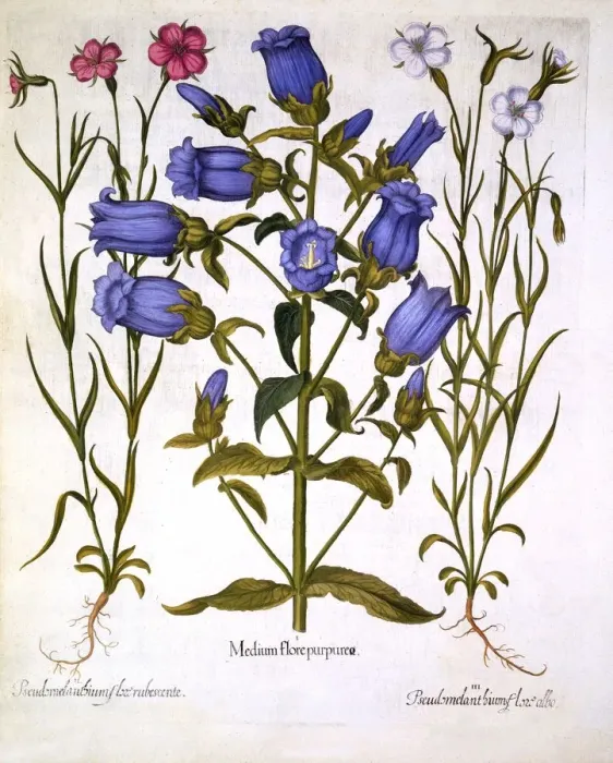 Framed Print : Canterbury Bells, and Corn Cockles, from Hortus Eystettensis, by Basil Besler (1561-1629), pub Framed Print : Canterbury Bells, and Corn Cockles, from Hortus Eystettensis, by Basil Besler (1561-1629), pub