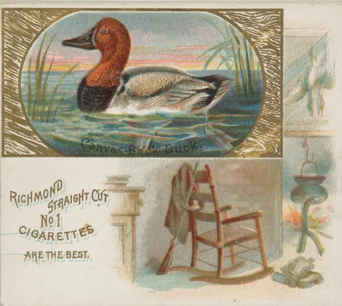 Framed Print : Canvas-Back Duck, from the Game Birds series (N40) for Allen & Ginter Cigarettes Framed Print : Canvas-Back Duck, from the Game Birds series (N40) for Allen & Ginter Cigarettes