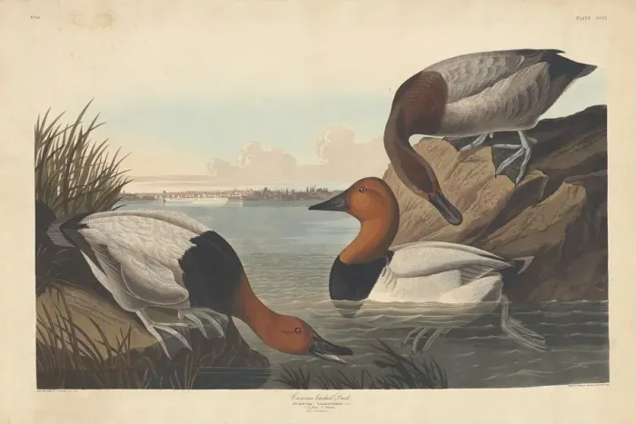 Framed Print : Canvas-backed Duck, 1836. Creator: Robert Havell Framed Print : Canvas-backed Duck, 1836. Creator: Robert Havell