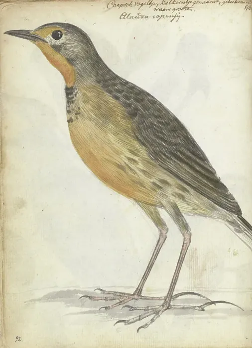 Framed Print : Cape bird, 1786. Creator: Jan Brandes Framed Print : Cape bird, 1786. Creator: Jan Brandes