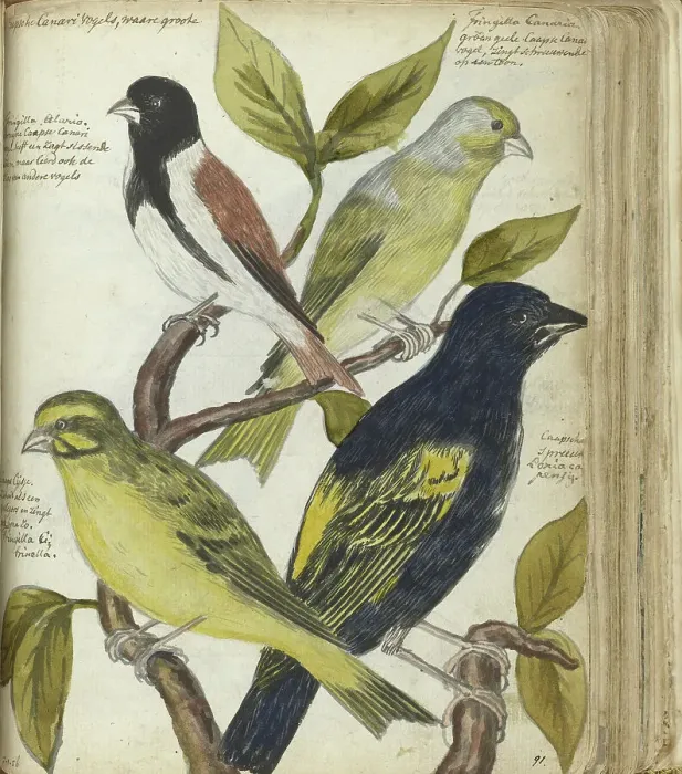 Framed Print : Cape Birds, 1786-1787. Creator: Jan Brandes Framed Print : Cape Birds, 1786-1787. Creator: Jan Brandes