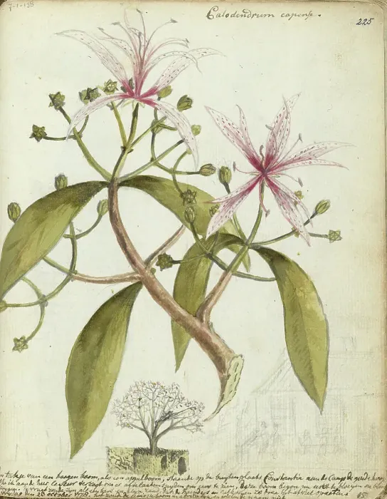 Framed Print : Cape chestnut, (Calodendrum capense), 1778. Creator: Jan Brandes Framed Print : Cape chestnut, (Calodendrum capense), 1778. Creator: Jan Brandes